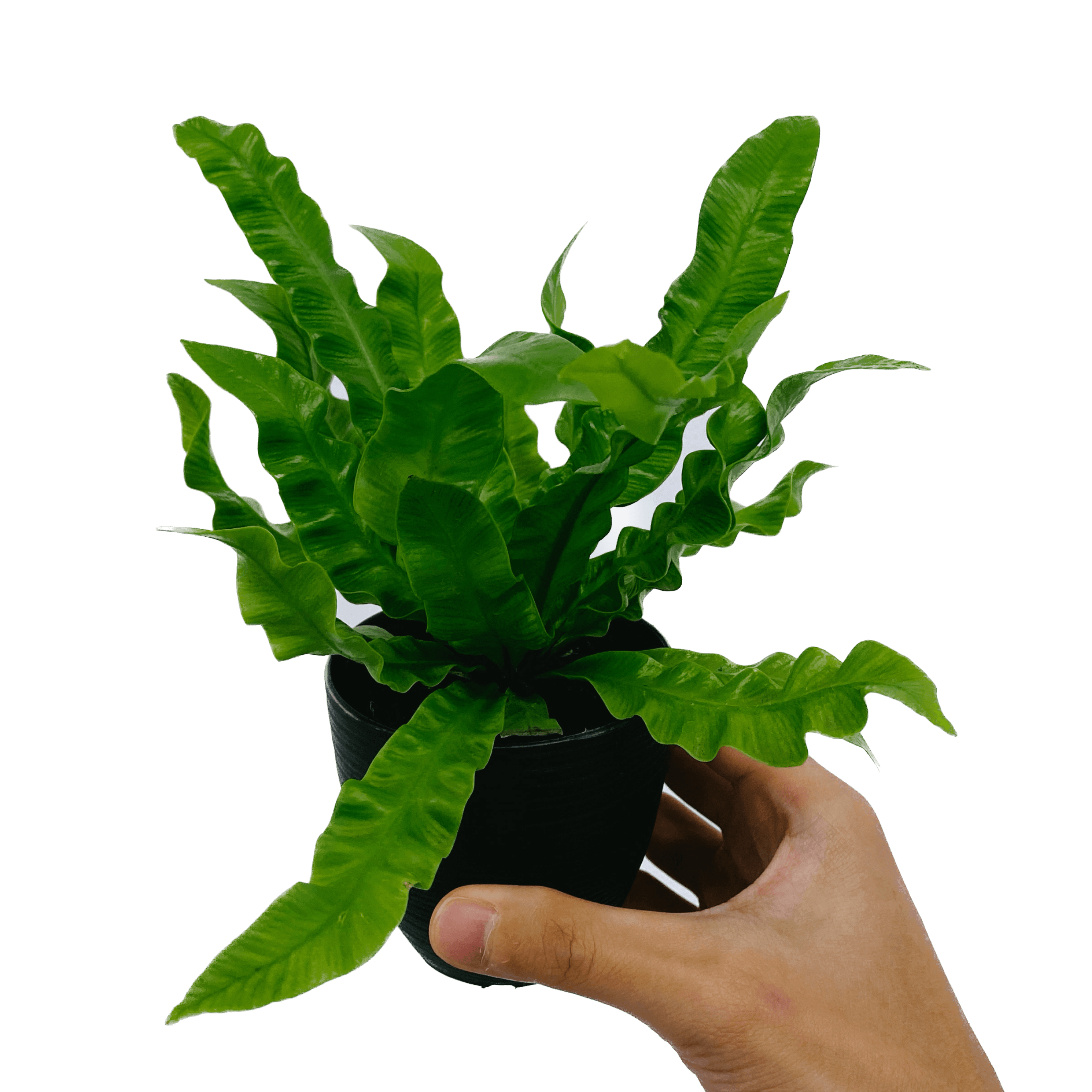 Asplenium nidus ‘Crispy Wave’