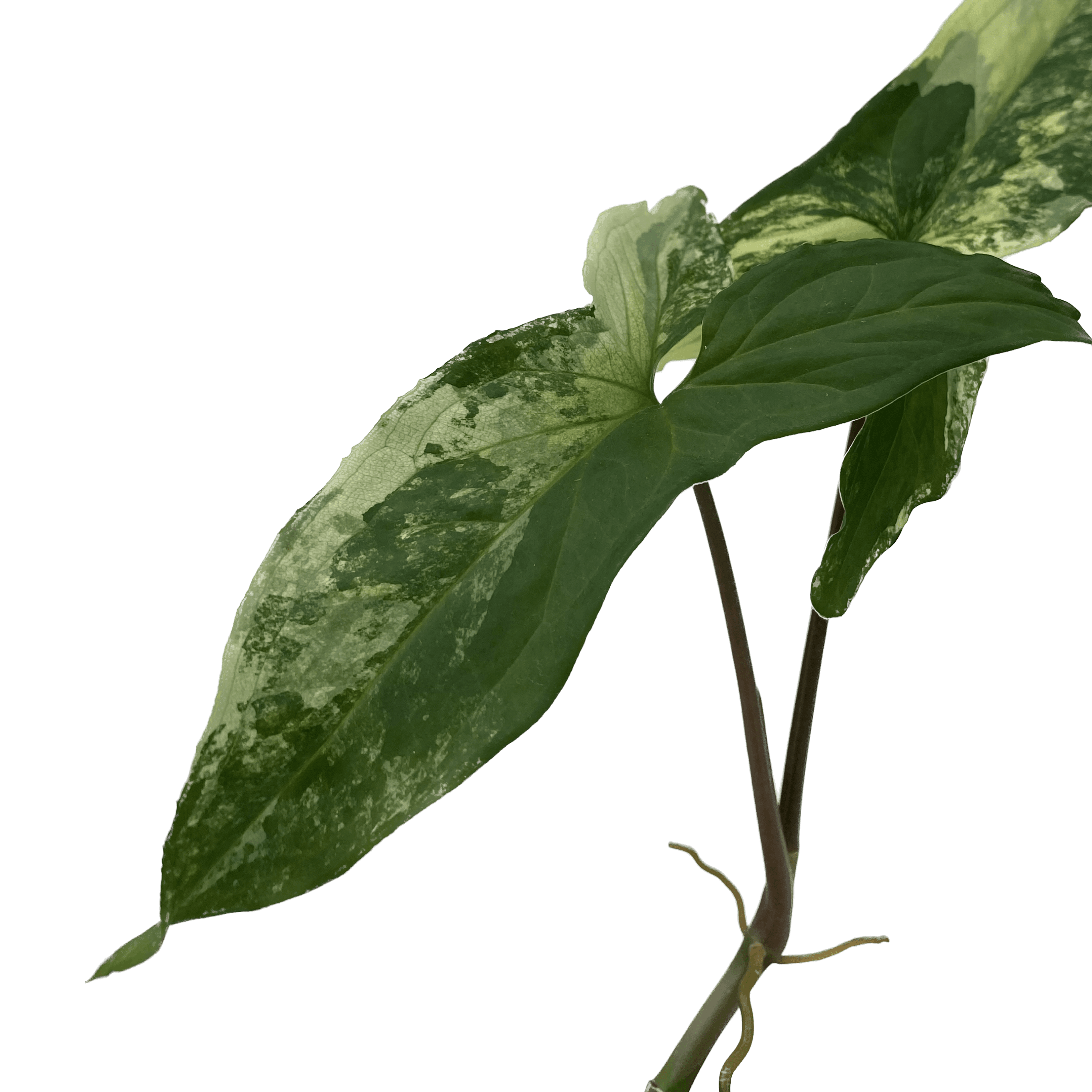 Syngonium podophyllum ‘Albo Variegatum’