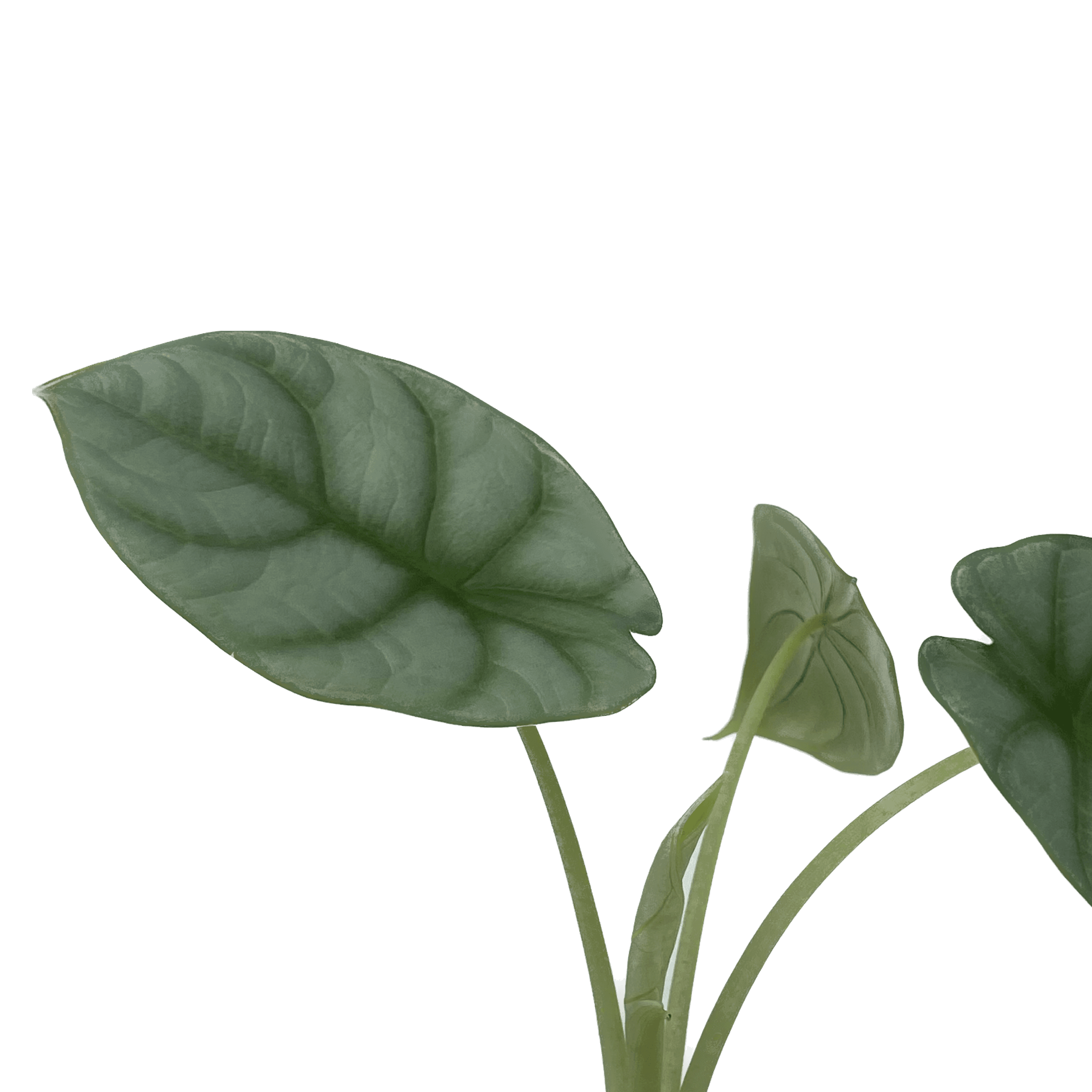 Alocasia baginda ‘Silver Dragon’
