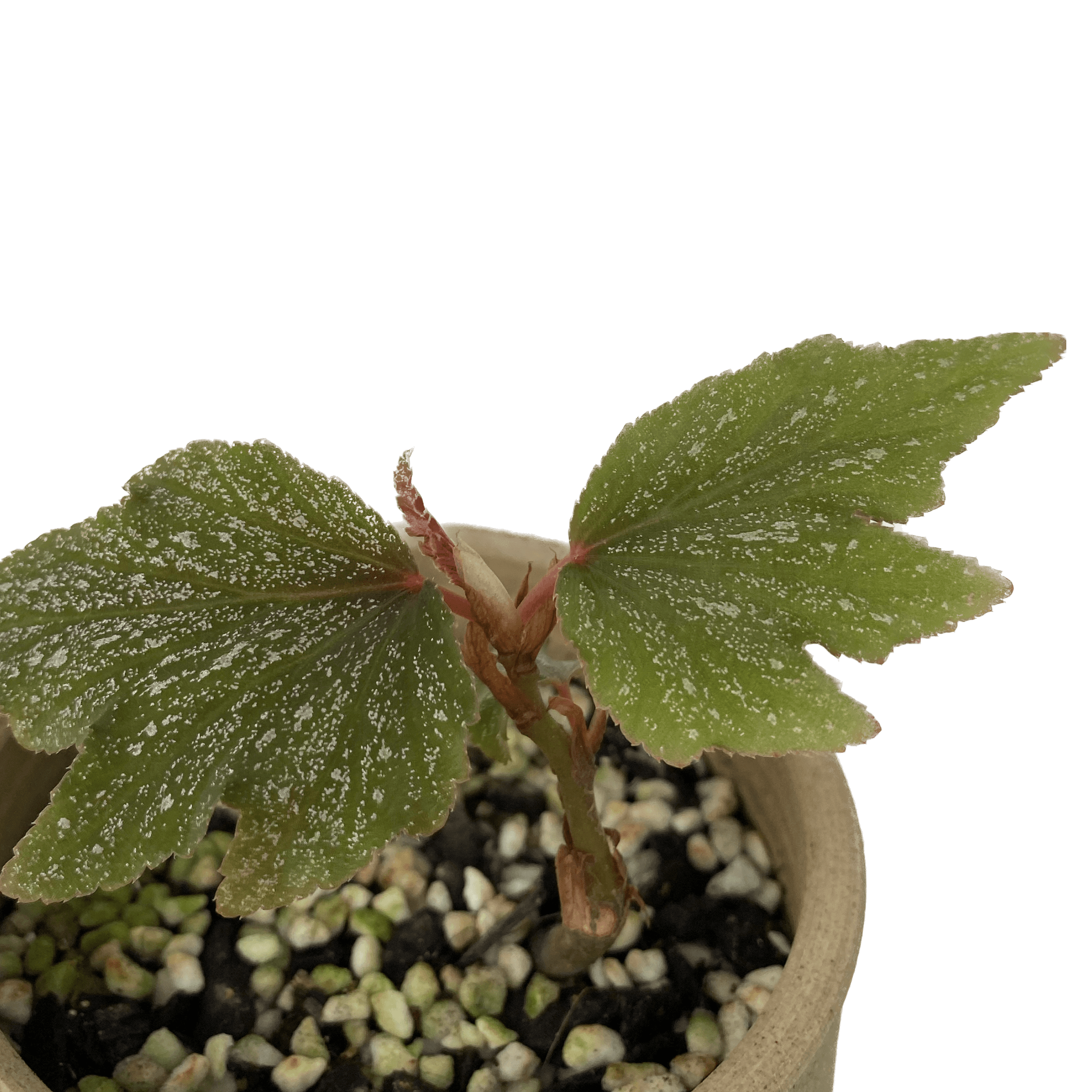 Begonia ‘Sierra Gentle Rain’