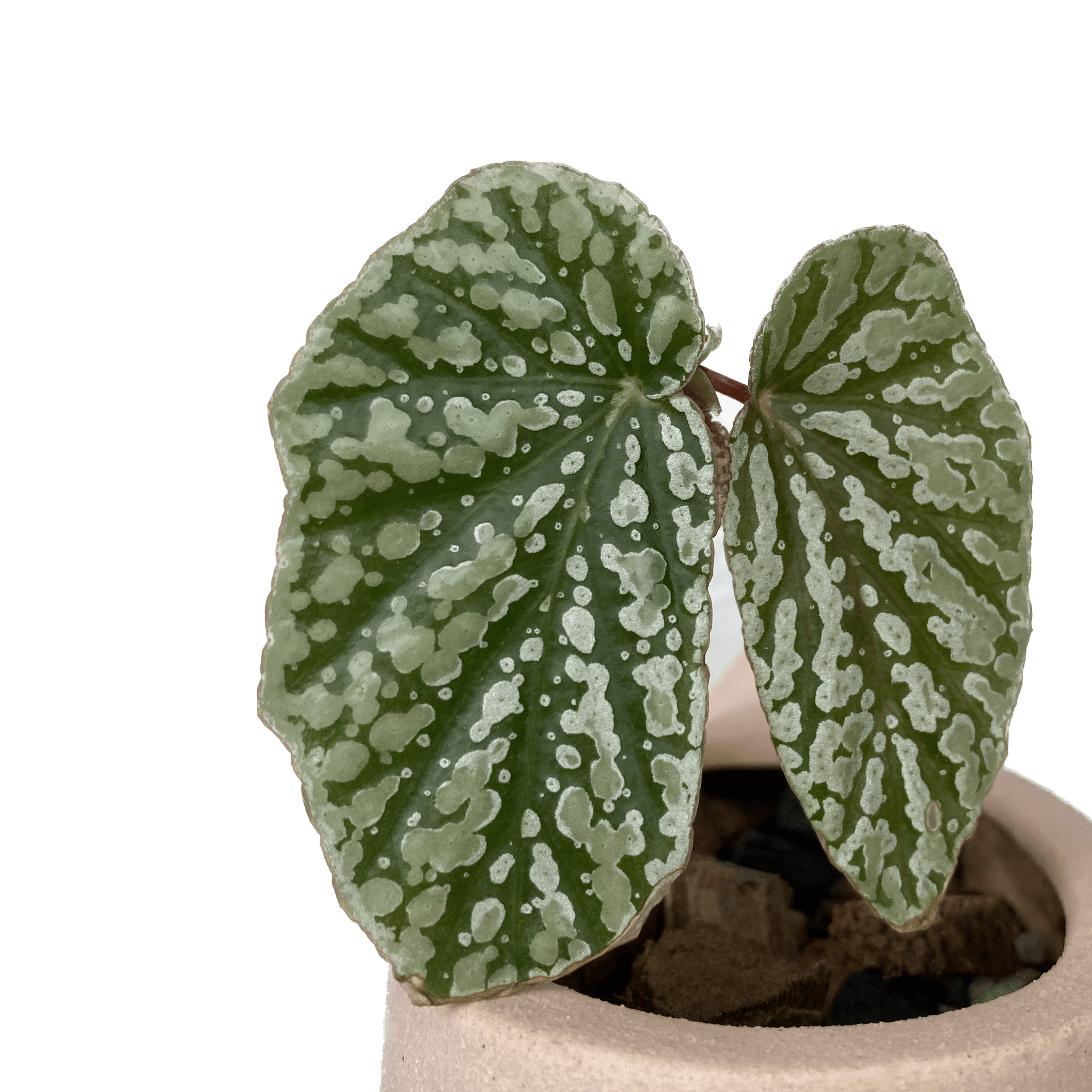 Begonia ‘Snow Capped’