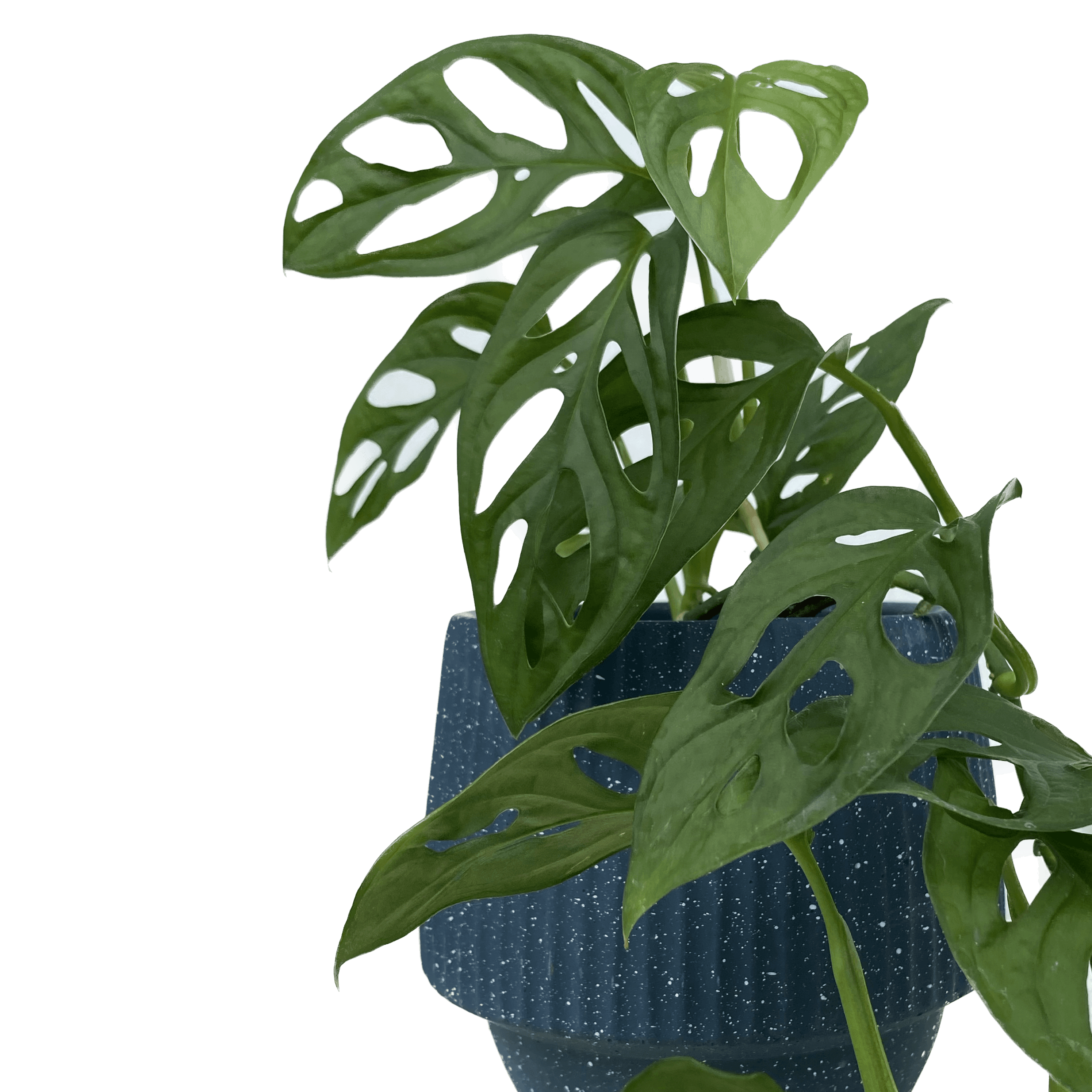 Monstera acuminata