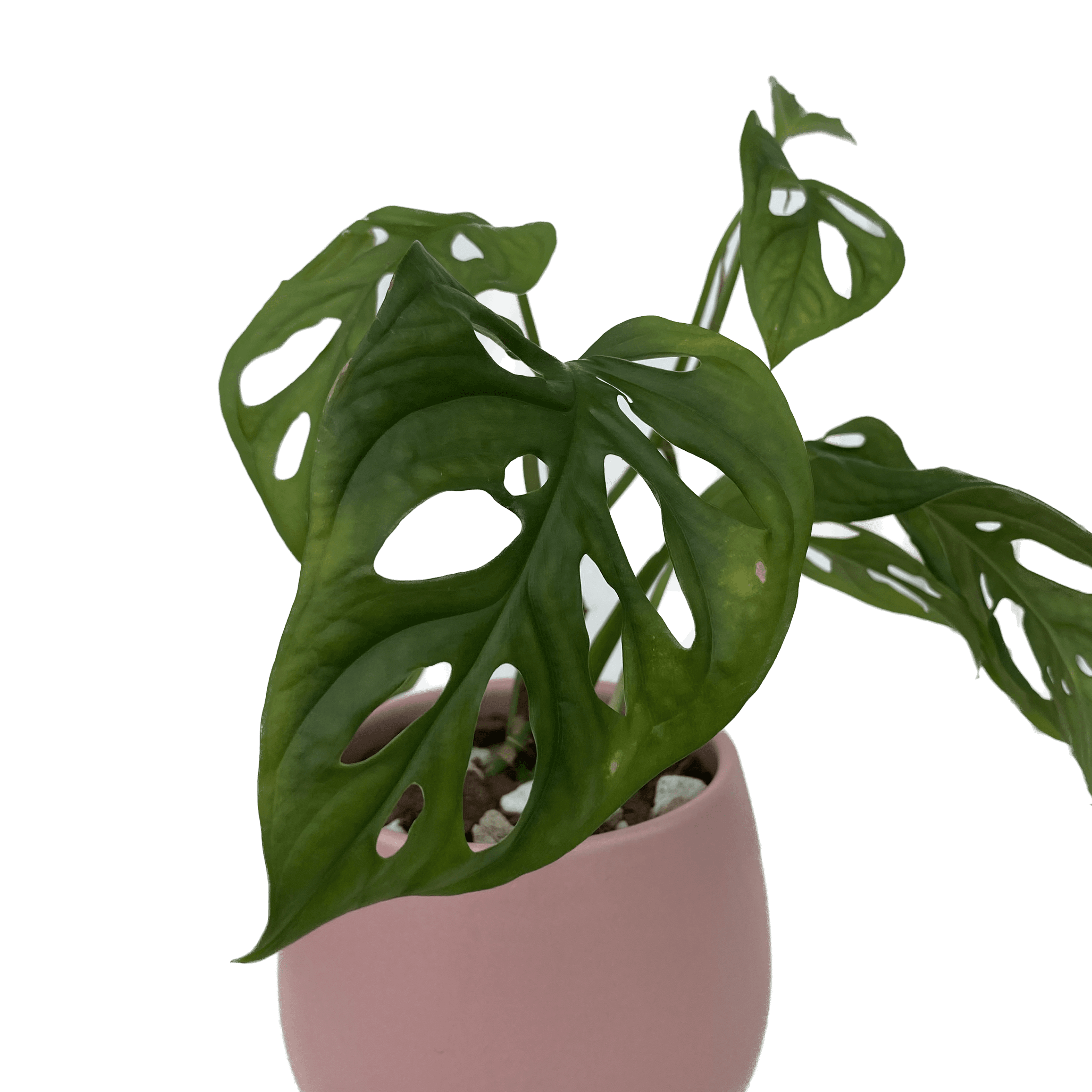Monstera adansonii