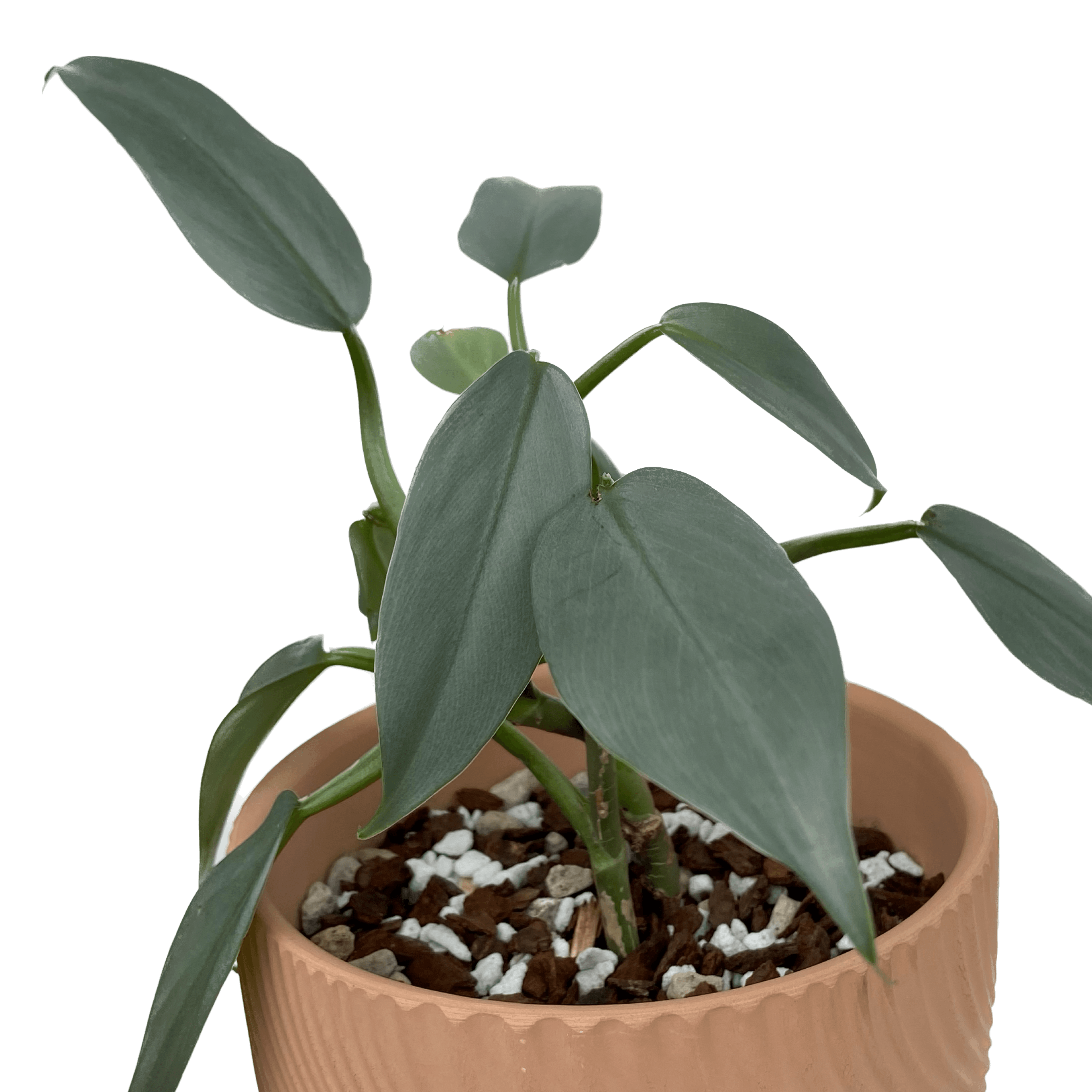 Philodendron hastatum ‘Silver Sword’
