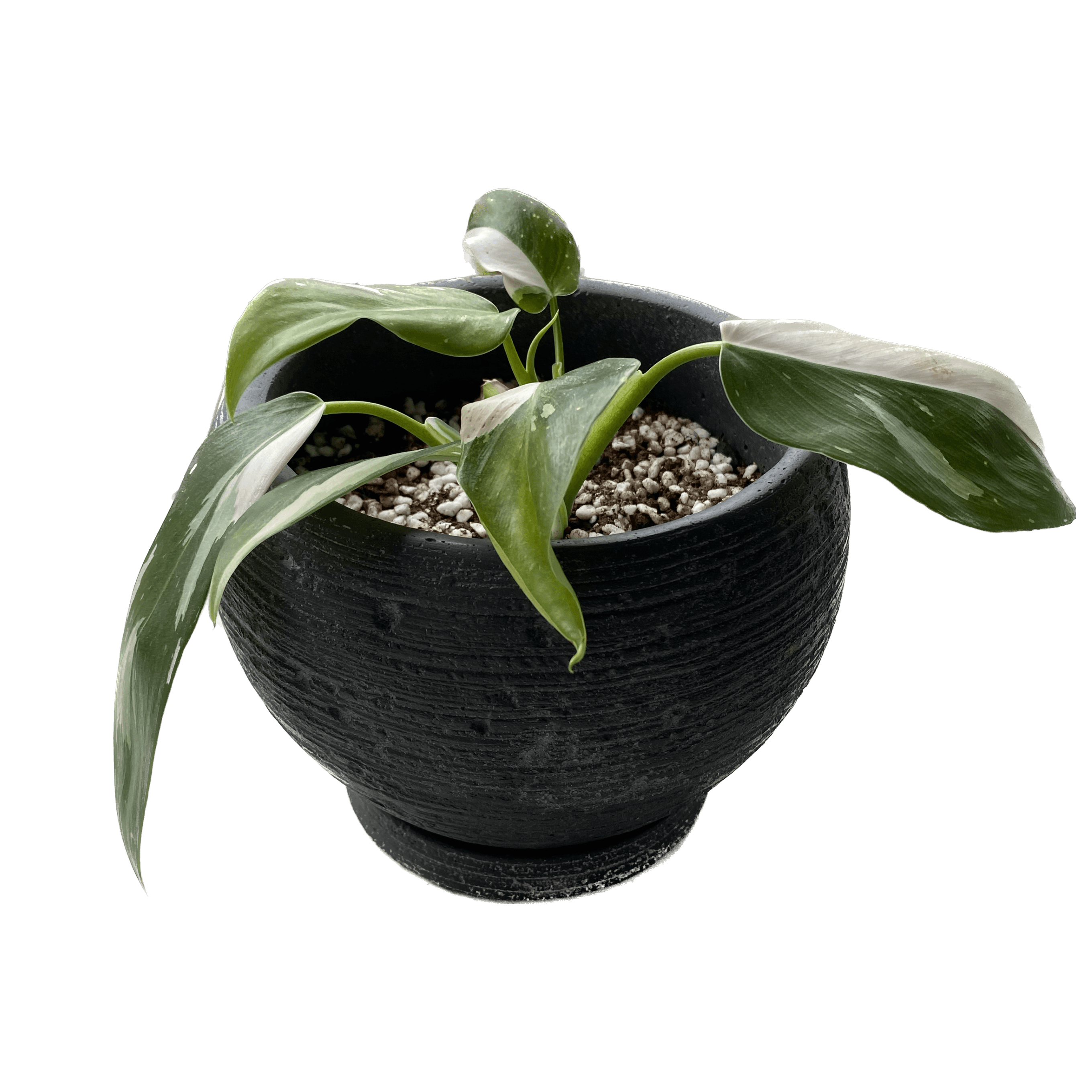 Philodendron erubescens ‘White Wizard’