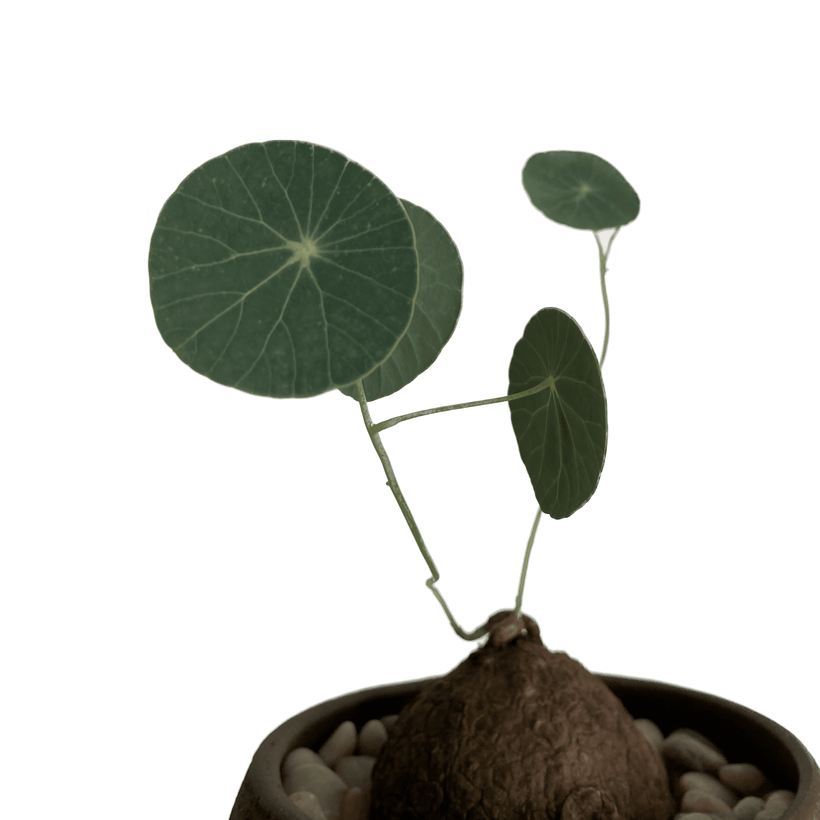 Stephania erecta
